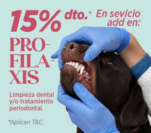 home velez pet care 05