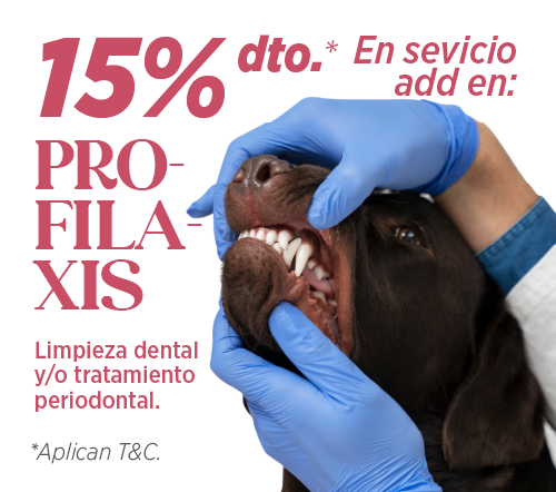 home velez pet care 05