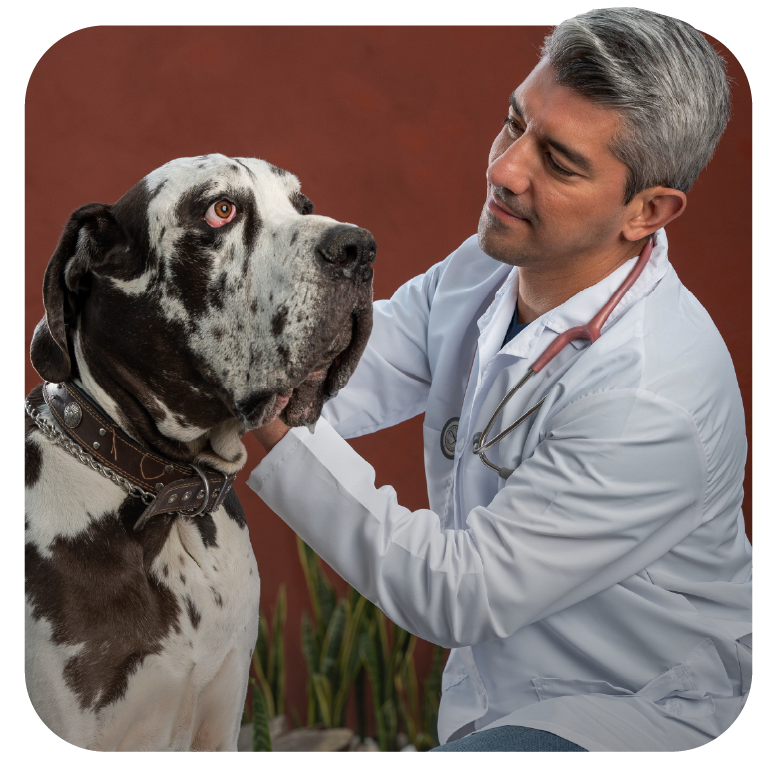 Servicio-Vet-a-Domicilio-Velez-Pet-Care